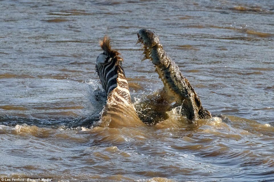 肯尼亚斑马渡河瞬间成鳄鱼美餐