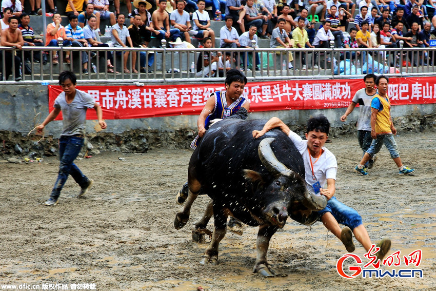贵州牛王争霸赛 “牛王”获280080元