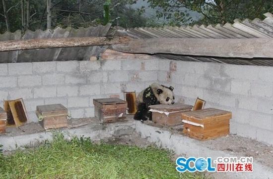 大熊猫“吃货”进村偷吃10多箱蜂蜜