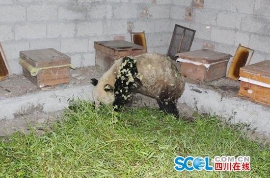 大熊猫“吃货”进村偷吃10多箱蜂蜜