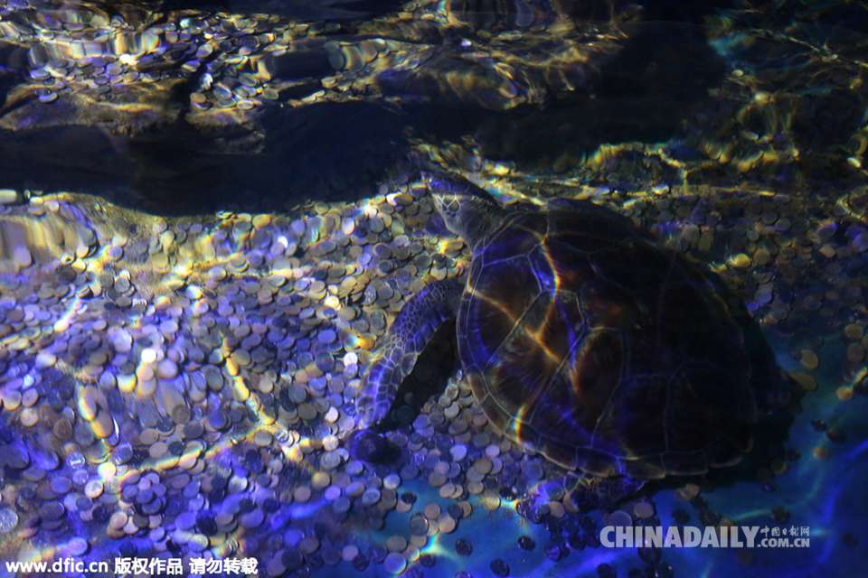 大连一海洋馆内巨海龟背满人民币 游客“任性”撒钱图吉利