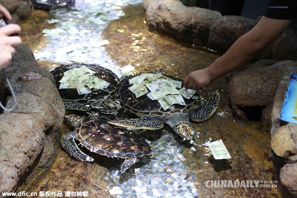 大连一海洋馆内巨海龟背满人民币 游客“任性”撒钱图吉利