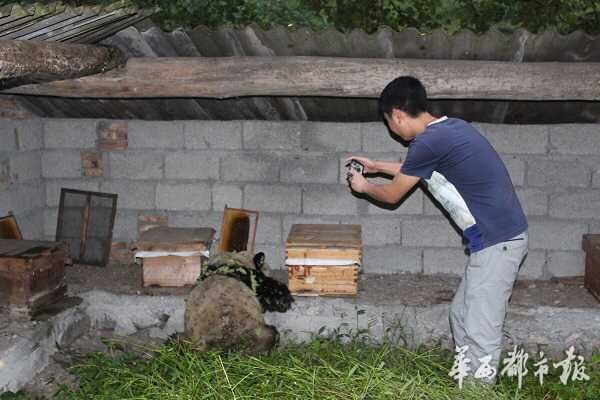 “吃货”大熊猫下山偷吃10多箱蜂蜜