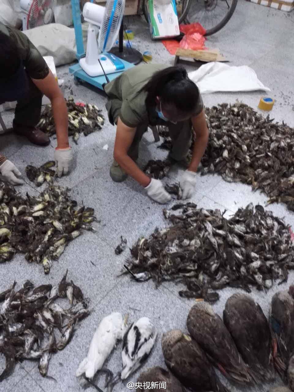 河北公安缴获1800多只非法盗猎野生死鸟