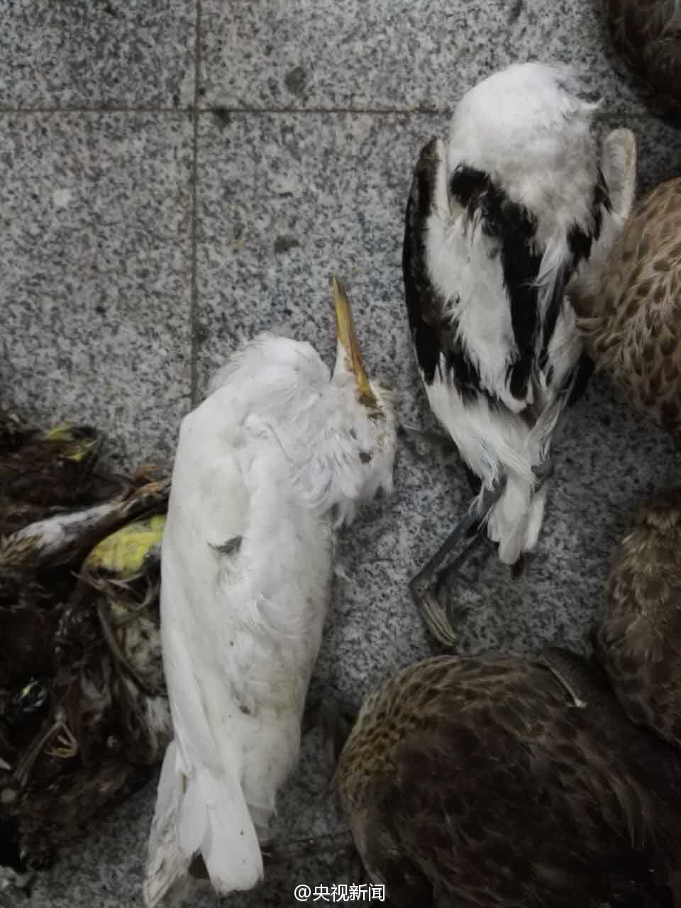 河北公安缴获1800多只非法盗猎野生死鸟