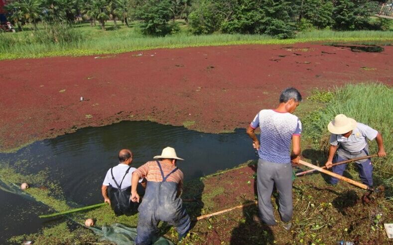 湖北一湿地公园水草疯长 成红色“草原”