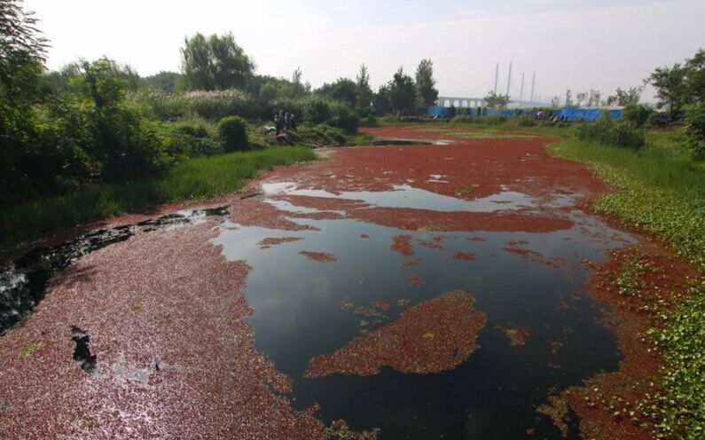湖北一湿地公园水草疯长 成红色“草原”