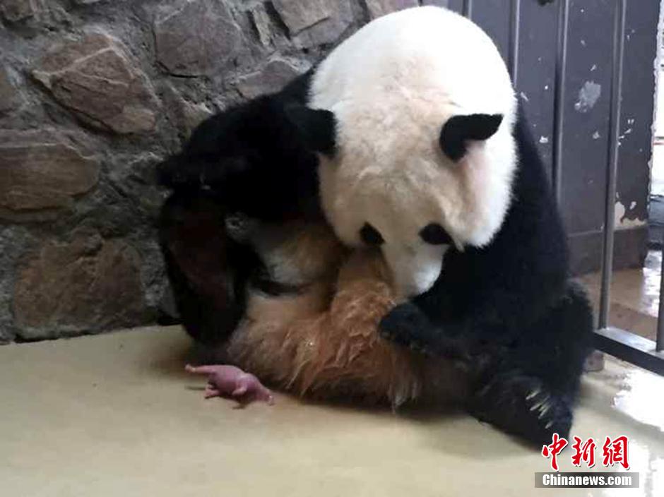大熊猫“庆贺”喜获双胞胎 生产过程曝光