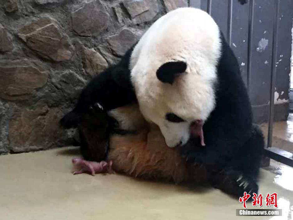 大熊猫“庆贺”喜获双胞胎 生产过程曝光