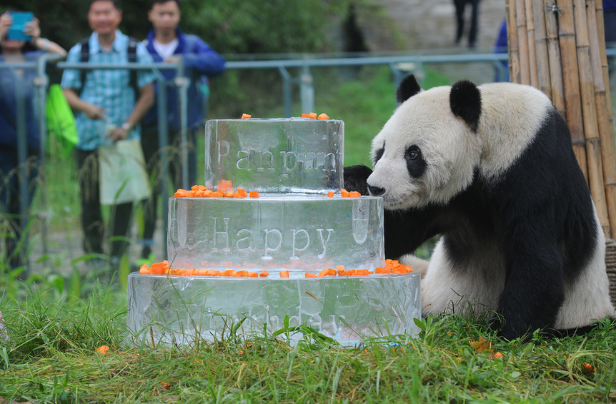 全球现存最高龄雄性大熊猫过生日（组图）