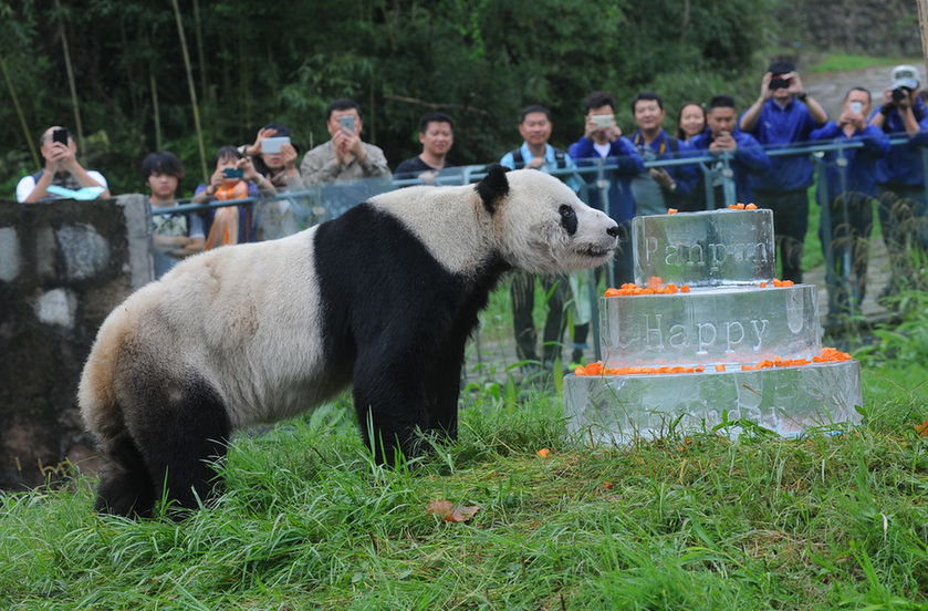 全球现存最高龄雄性大熊猫过生日（组图）
