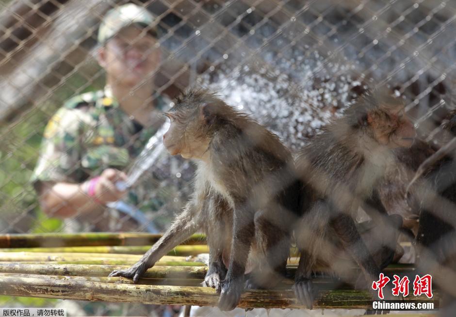 泰国为缓解长尾猕猴社区间矛盾 实施人工转移