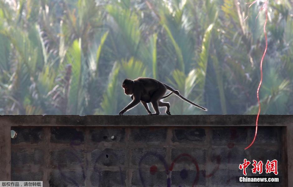 泰国为缓解长尾猕猴社区间矛盾 实施人工转移