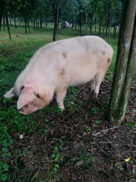 汶川地震“猪坚强”后代变身宠物猪 一万块一只