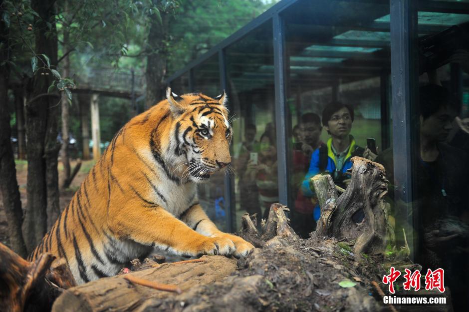 云南野生动物园建玻璃通道 游客近距离看猛兽