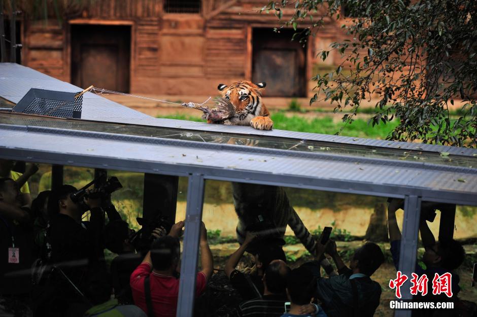 云南野生动物园建玻璃通道 游客近距离看猛兽