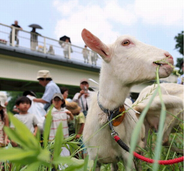 日本用山羊为小区除草 居民称可“治愈心灵”