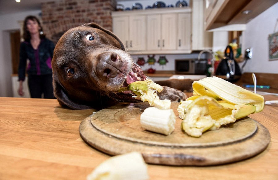 狗狗太贪吃 英国家庭花24万装防犬厨房[1]