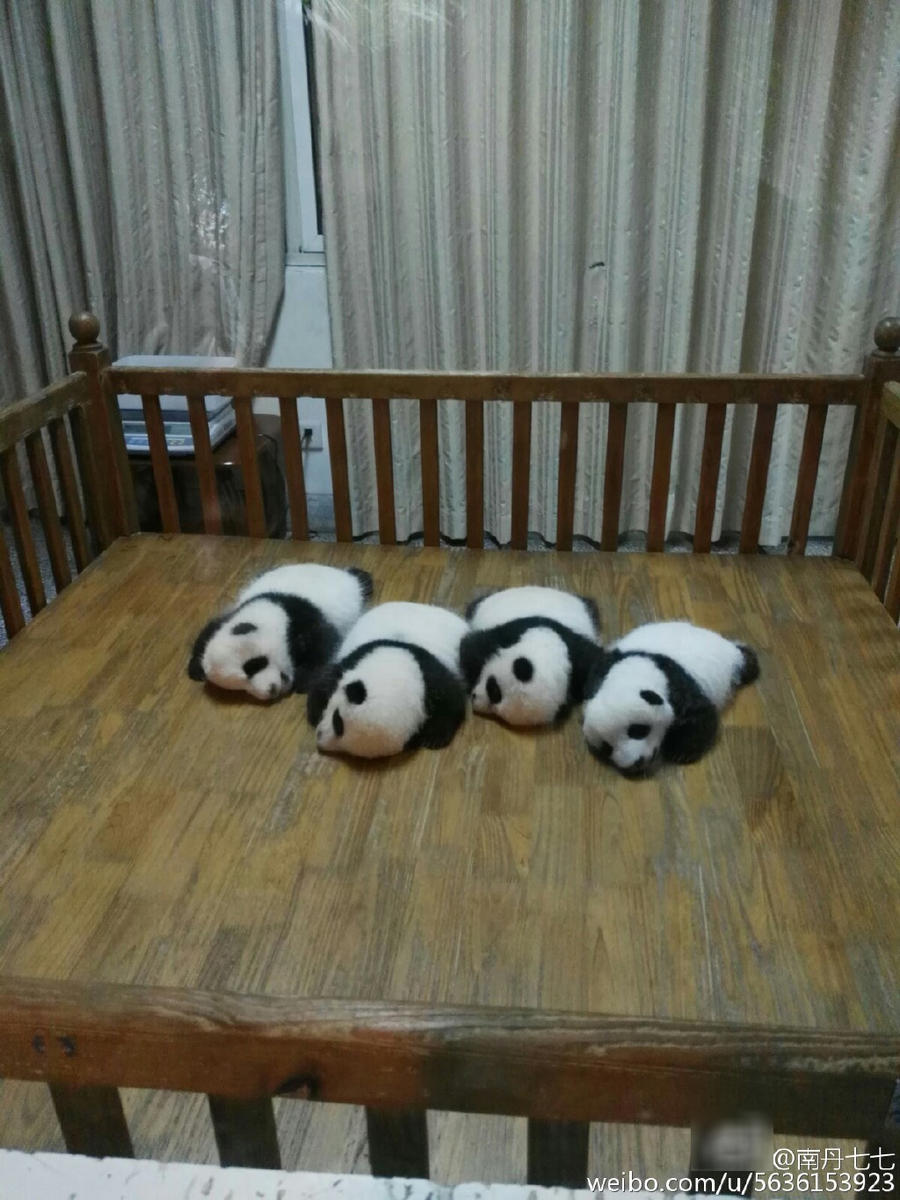 游客挤爆熊猫基地 大熊猫傲娇睡大觉