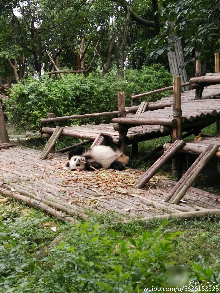 游客挤爆熊猫基地 大熊猫傲娇睡大觉