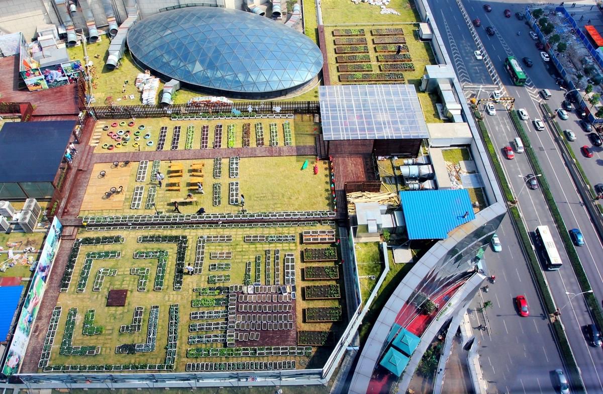 武汉一屋顶建起天空农场 都市人上房忙摘菜[