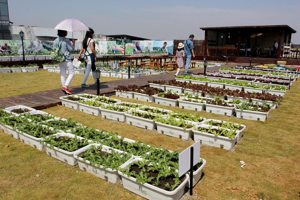 武汉一屋顶建起“天空农场” 都市人上房忙摘菜