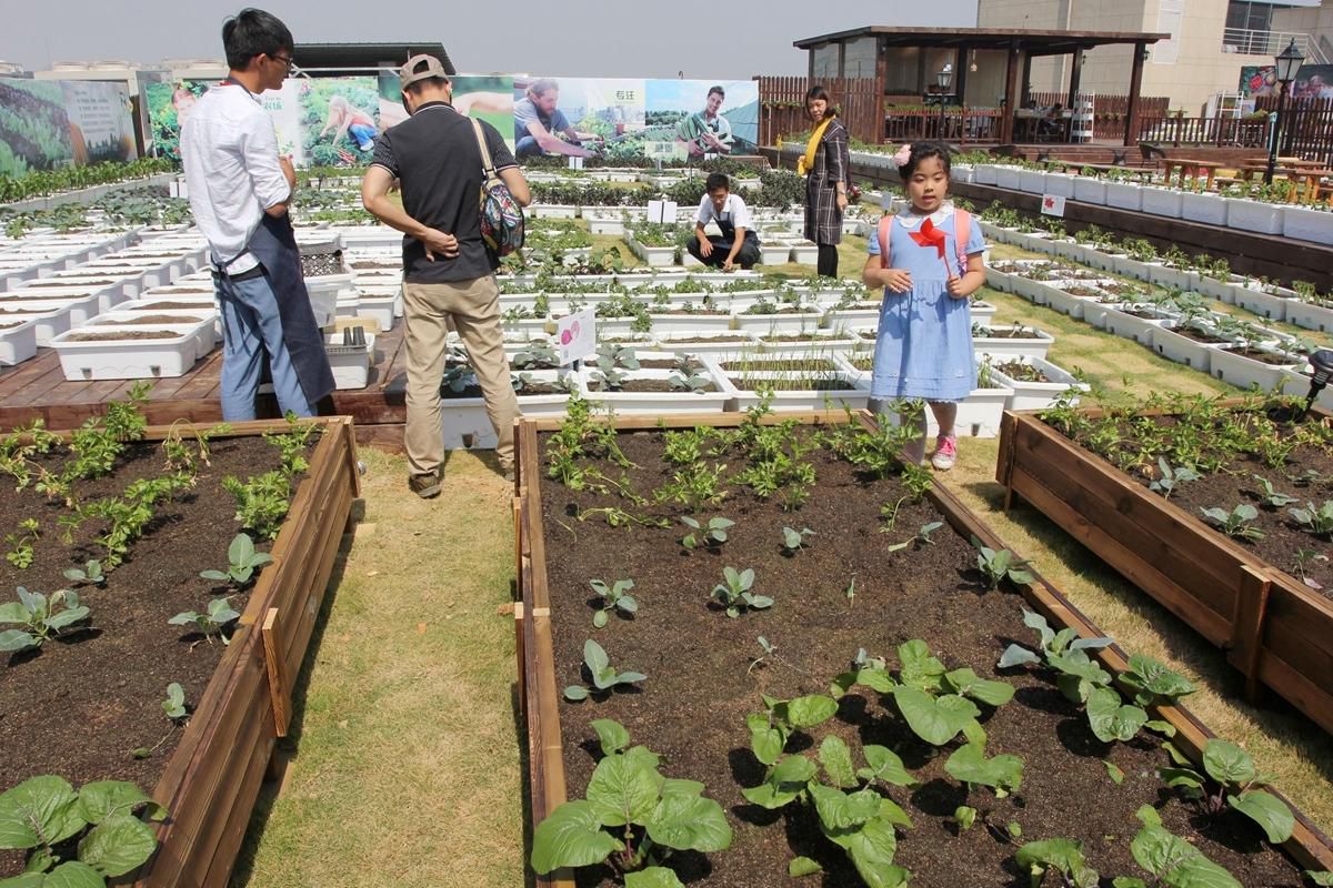 武汉一屋顶建起“天空农场” 都市人上房忙摘菜