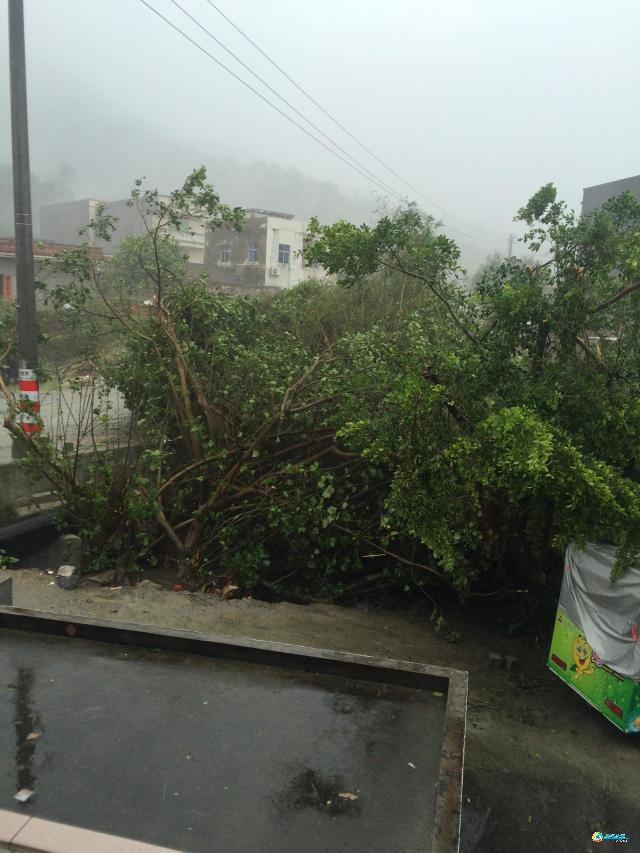 台风“彩虹”强势来袭 多地树木及护栏被吹倒