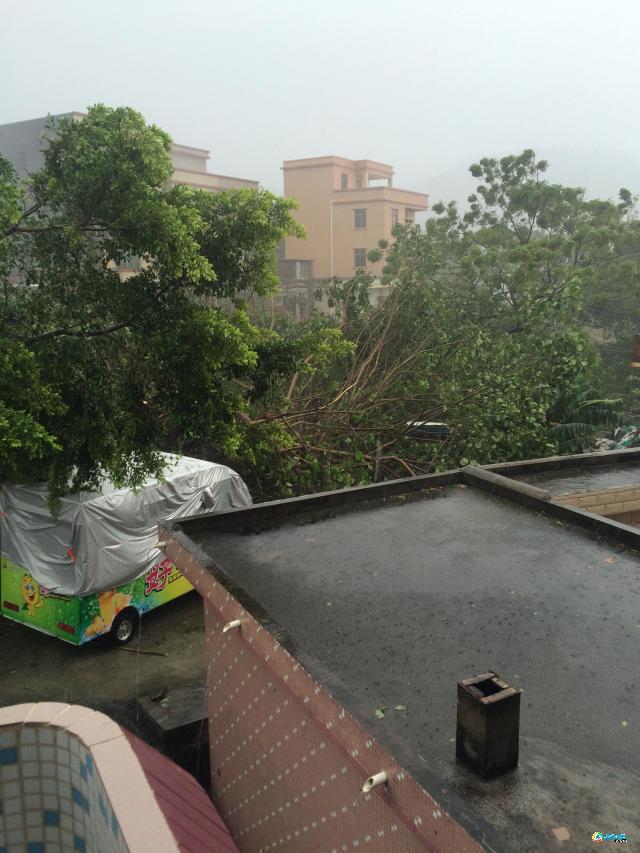 台风“彩虹”强势来袭 多地树木及护栏被吹倒