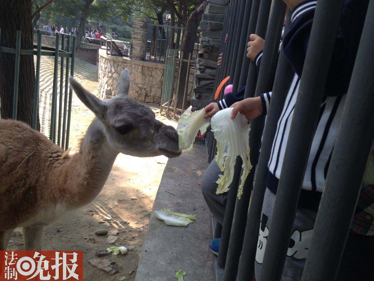 北京：动物园羊驼因投喂过量被隔离