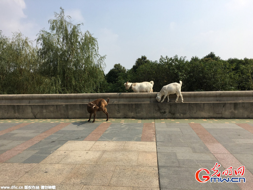 南京上百只羊突袭桥北滨江风光带 花草树木遭了殃