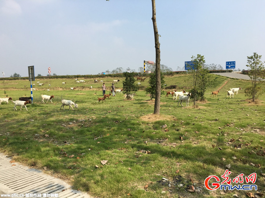 南京上百只羊突袭桥北滨江风光带 花草树木遭了殃