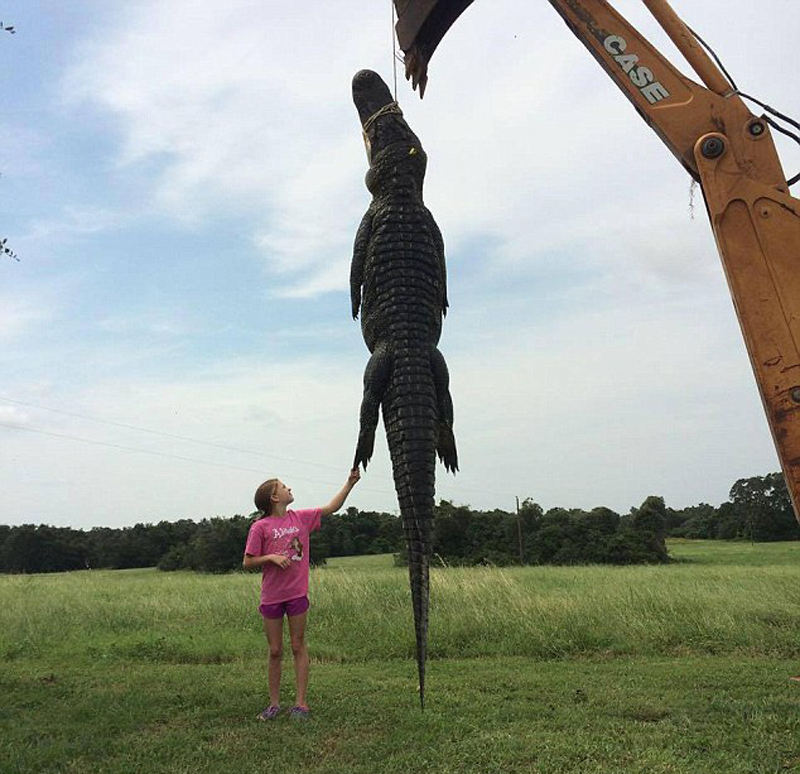 美国10岁女孩猎杀700斤鳄鱼