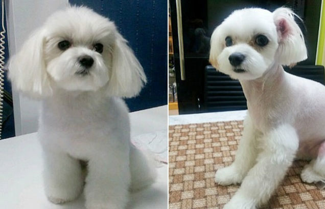 韩国兴起宠物整容手术：割双眼皮除妊娠纹