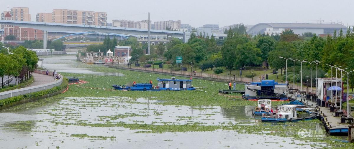 上海苏州河水葫芦提前爆发 一天打捞515吨