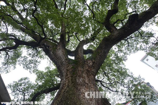 湖南"最牛文星古樟树 1210岁 8成人牵手可环保