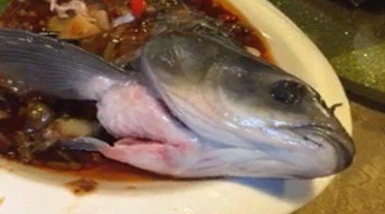 曝广州餐馆现“僵尸鱼” 炖熟后仍在拍打鱼鳍