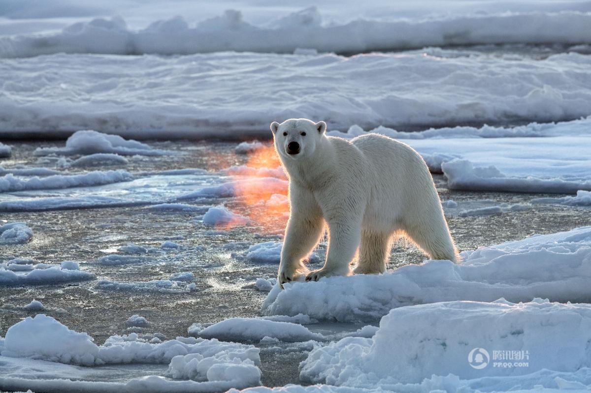 北极熊被困破碎浮冰 极地风光折射残酷现实
