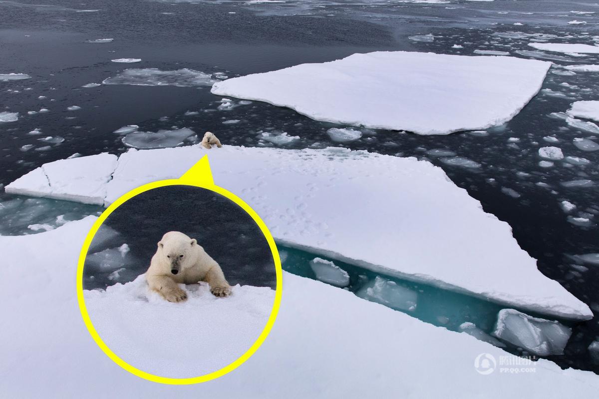 北极熊被困破碎浮冰 极地风光折射残酷现实