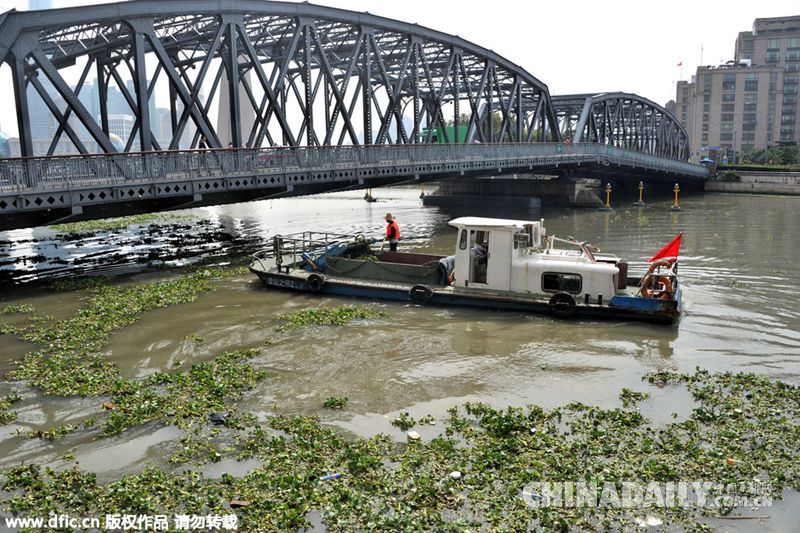 水葫芦疯长来势凶猛 上海苏州河又遭污染