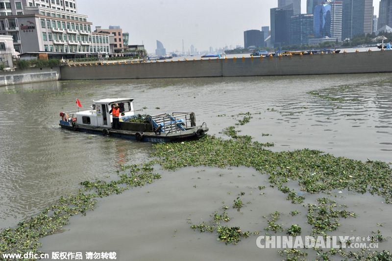 水葫芦疯长来势凶猛 上海苏州河又遭污染