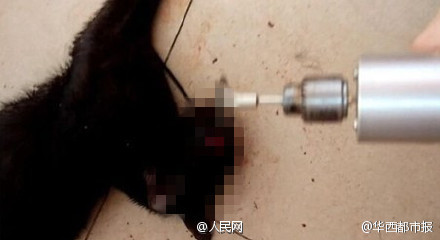 广东大学生残忍虐猫：把猫咪下油锅穿舌头