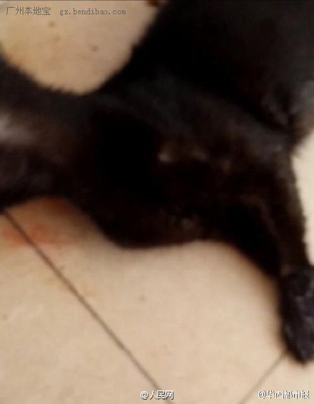 广东大学生残忍虐猫：把猫咪下油锅穿舌头