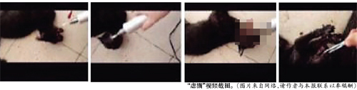 广东大学生残忍虐猫：把猫咪下油锅穿舌头