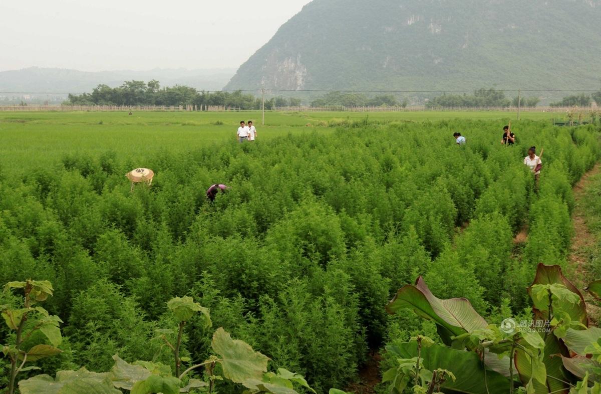 探访全国最大青蒿素生产基地