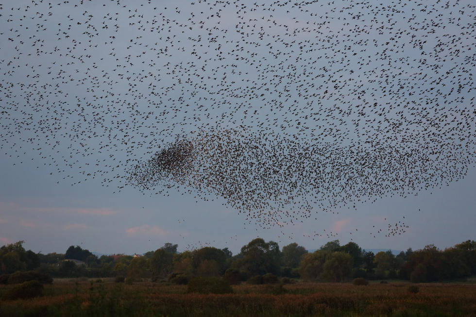 英国群鸟大规模迁移场面壮观