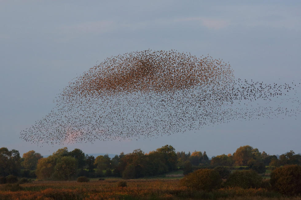 英国群鸟大规模迁移场面壮观