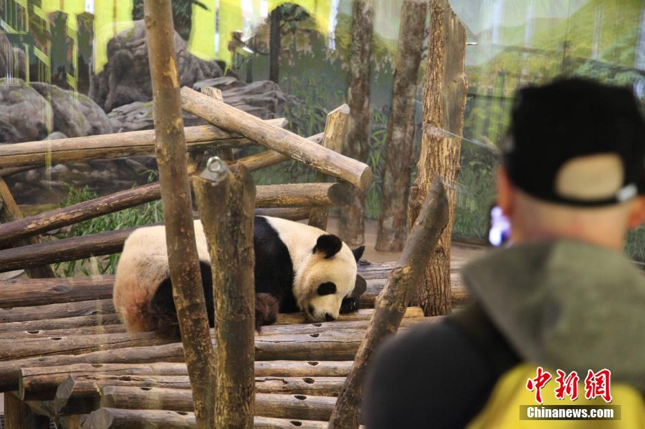 旅加大熊猫“二顺”在多伦多诞下双胞胎宝宝