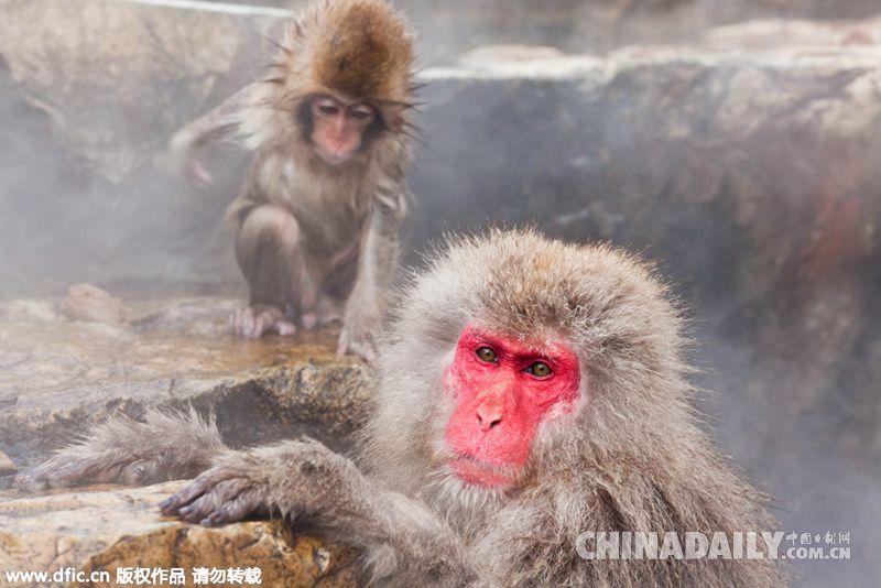 日本猕猴组团泡温泉 逗趣十足