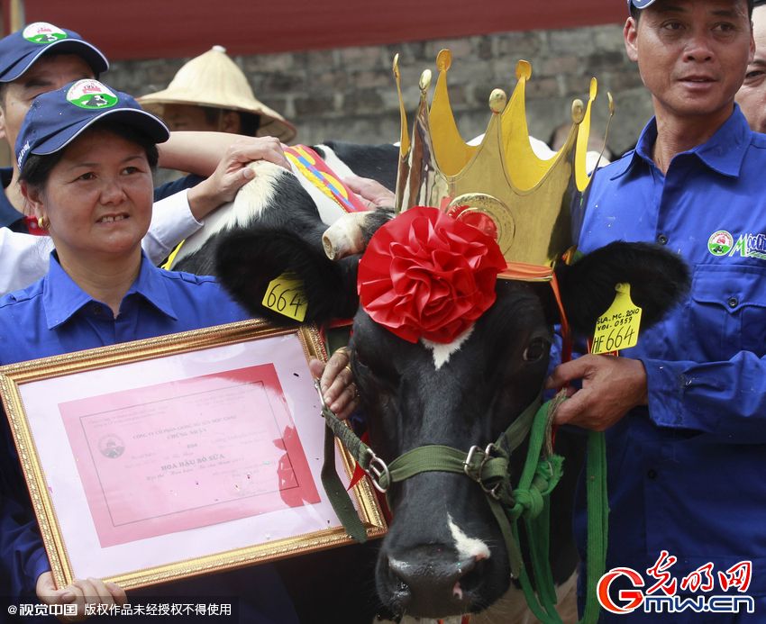 越南奶牛小姐选美比赛冠军头戴皇冠